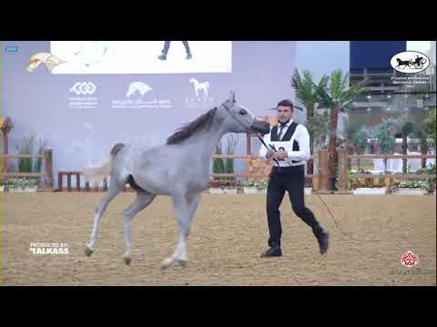 N 82 AAMER UMM ALUDHAM   6th Qatar Nat  Arabian Peninsula HS for individual Owners   Yearling Colts