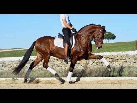 PRE HORSE FOR SALE - gelding Piro free P - Prix Sant George exercicies.