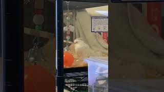 お家に来てから初めて見れた寝落ちしそうなオカメインコ🕊