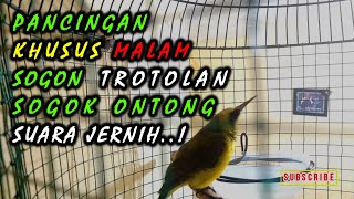 Download lagu PANCINGAN UNTUK MALAM HARI SOGON TROTOLAN GACOR SOGOK ONTONG BIAR CEPAT GACOR mp3