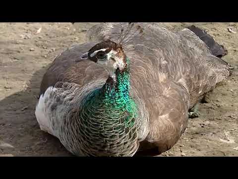 PEACOCK FUNNY WORLD WEIRDEST OF PEACOCK