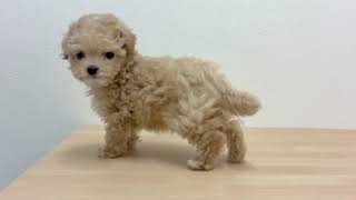 ハーフ犬の動画01