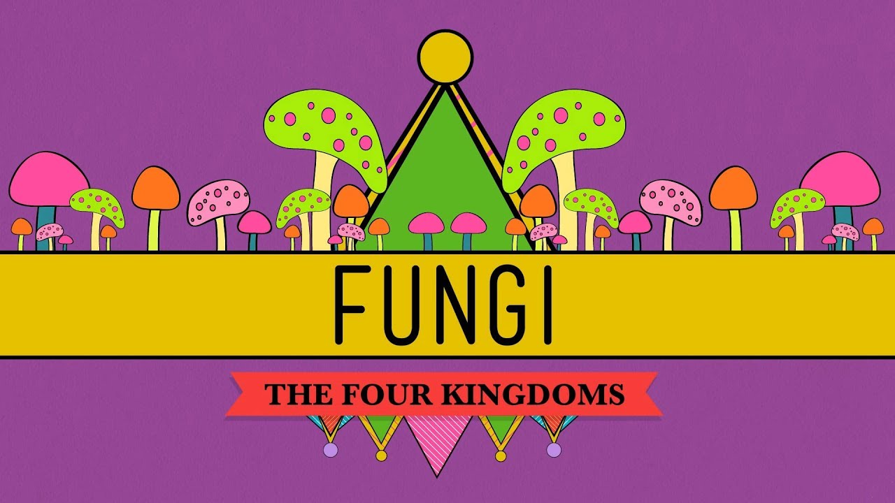 Fungi: Death Becomes Them - CrashCourse Biology #39