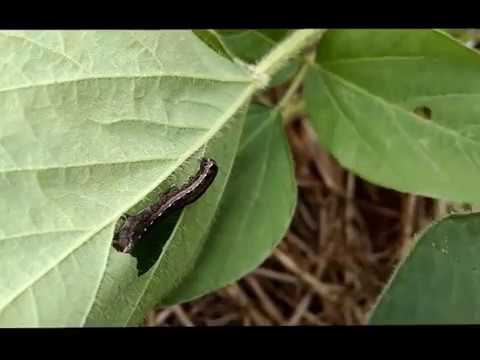 Lagarta Spodoptera atacando intacta