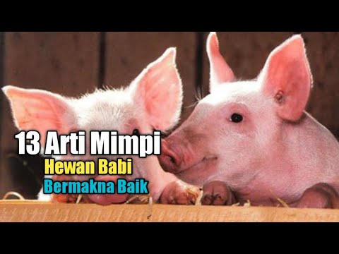 13 Arti Mimpi Hewan Babi, Bermakna Baik