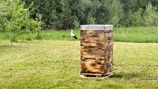 Ловля роев секреты установки ловушек