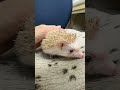 ハリネズミ（当店産ベビー：シナモン♂）懐っこいです♪のYouTubeサムネイル画像