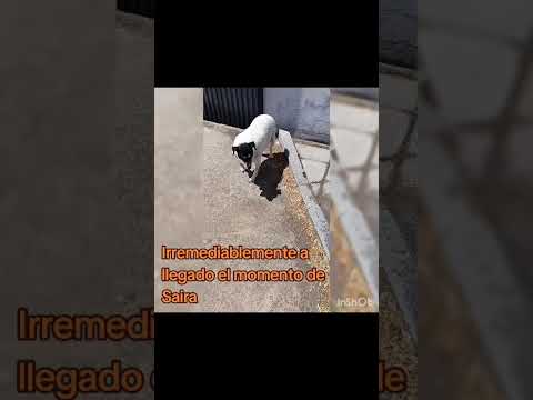 NECESITAMOS RECAUDAR FONDOS PARA LA OPERACION DE SAIRA
