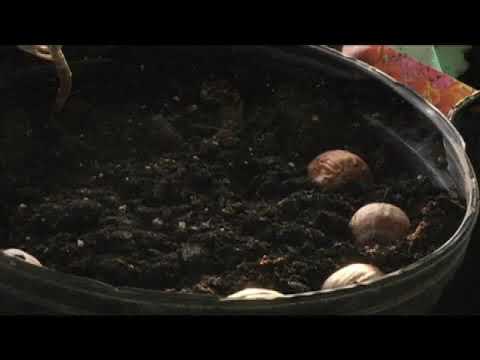 image-How fast does burr oak grow?