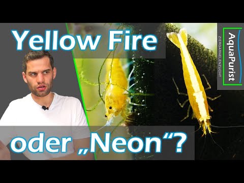 Yellow Fire - mit oder ohne "Neon"? Was hat es mit dem Rückenstrich auf sich? - Eigene Erfahrungen