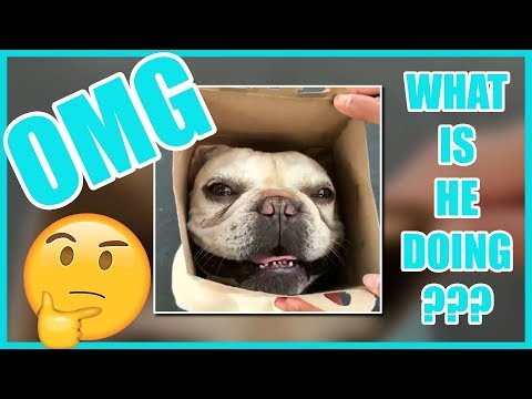 THE FUNNIEST & CUTEST DOG COMPILATION 2019 (NEW)
