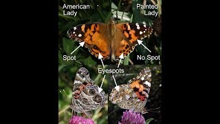 A visit from Painted Lady Butterfly
