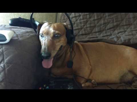 Do dogs play fortnite?