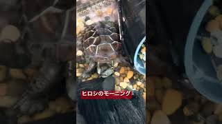 🐢マツコ・ヒロシといっしょ🐢#亀🐢#動物セラピー#癒し#家族#生き物#優しい時間⏰#間取り#理想の家づくり#亀の気持ちを思うと養うという責任感が生まれる😊#いつか治る#心の傷🩹❤️❤️‍🩹