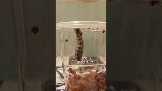 Caterpillar into Chrysalis into Butterfly time lapse. #shorts #wildlife #nature