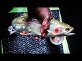 Video Thumbnail for Small pond, big fish / ice fishing  for rainbow trout