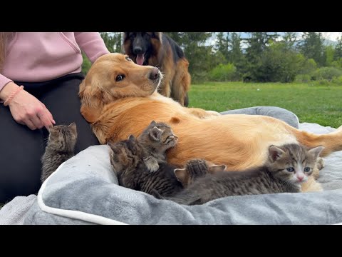 Jealous Golden Retriever Rivals Tiny Kittens for Attention