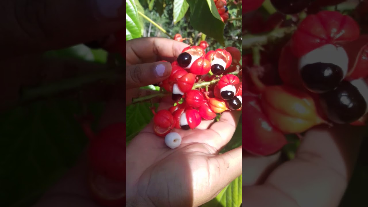 Colhendo guaraná