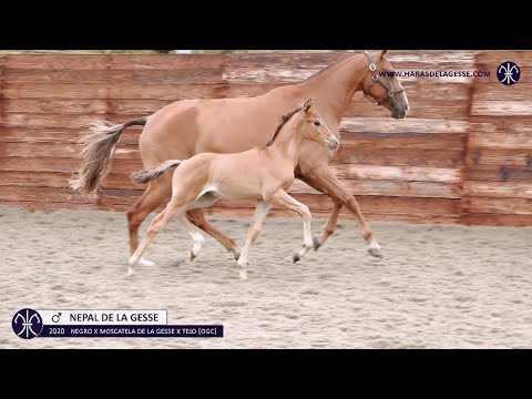 NEPAL DE LA GESSE - OC - 2020