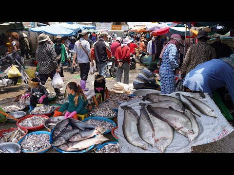 Cambodian Fish Market Scene in Kilo 9 - Amazing Second Sit Distribute Alive Fish, Seafood & More