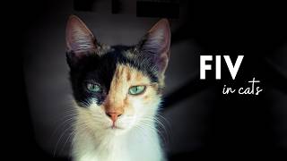 FIV In Cats: What You Need To Know