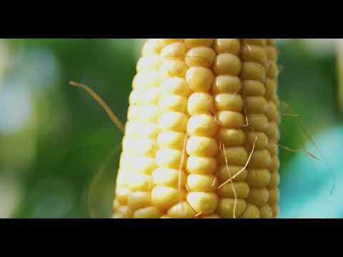 CROSBEY - Körnermais für Gewinner