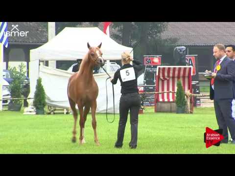 N.5 BERTA EL JYAR - Ströhen 2017 C-Show - Yearling Fillies (Class 3A)