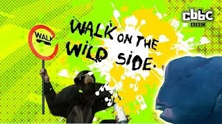 preview picture of video 'CBBC: Walk on The Wild Side - Posh Fish'