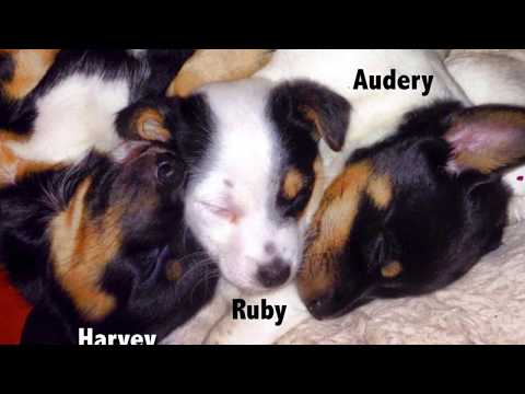 A Dogumentary by Nyree Townsend