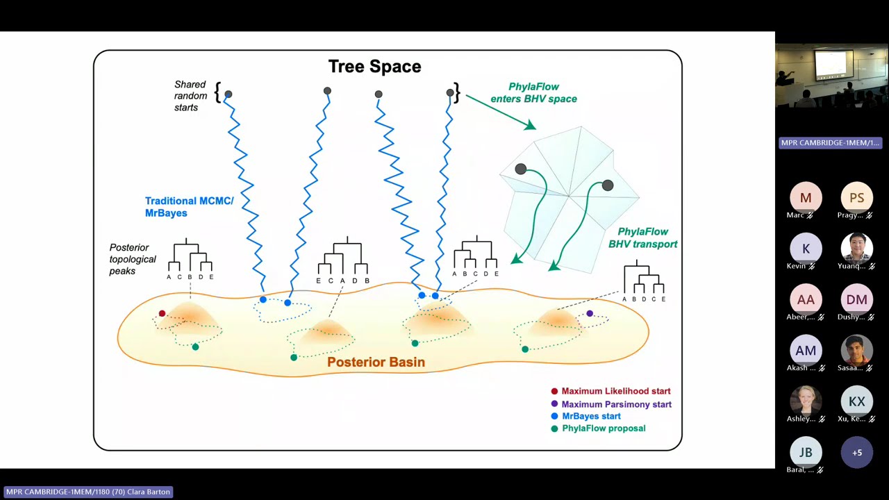 PhylaFlow: Hybrid flow matching in phylogenetic tree space