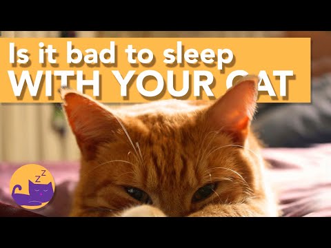 Sharing A Bed With Your Cat - Is It BAD?!
