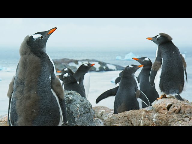 Antarctica: Official Trailer | BBC Earth