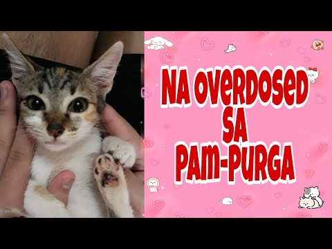 IVERMECTIN AGMECTIN OVERDOSAGE/ Home Remedy/ Two Months old Kittens/ Side Effects