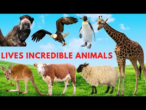 , title : 'The lives of Incredible animals : Giraffe, Chameleon, Emperor Tamarin, Sheep'