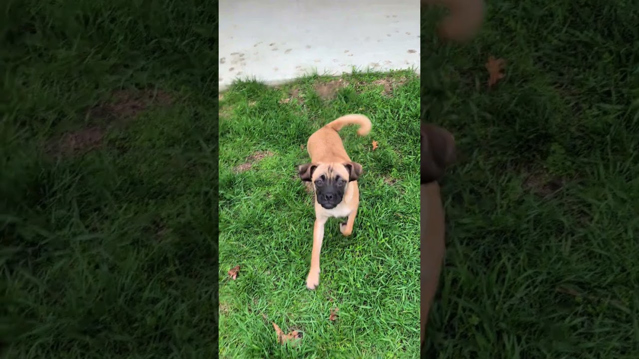 Enlarge Olive, an adopted mixed breed in Sturgis, MI video 5/5