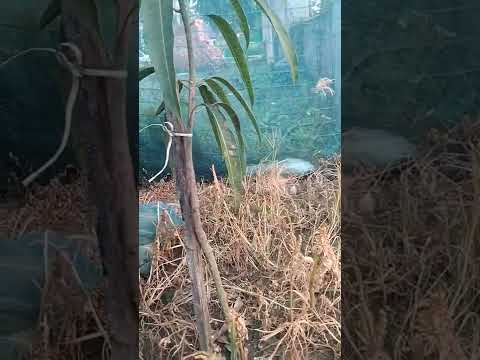 Red Ivory Mango Plant video by Mamun Mondal Nursery