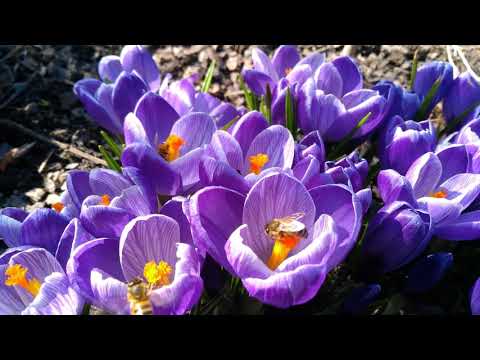 pszczoły na krokusach