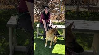 Video preview image #1 German Shepherd Dog Puppy For Sale in Pasadena, CA, USA