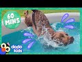 Splash Dogs Take Over The Pool And We Love It Dodo Kids 1 Hour Of Animal Videos