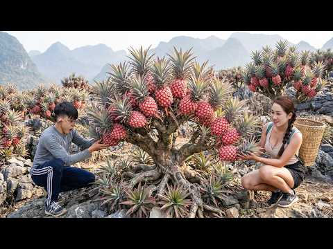 Harvesting GIANT Red Bonsai Pineapple Tree on Rocky Mountain | Rarest Fruit Sold Out Instantly