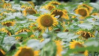 100万本のひまわり畑　宮崎県西都市