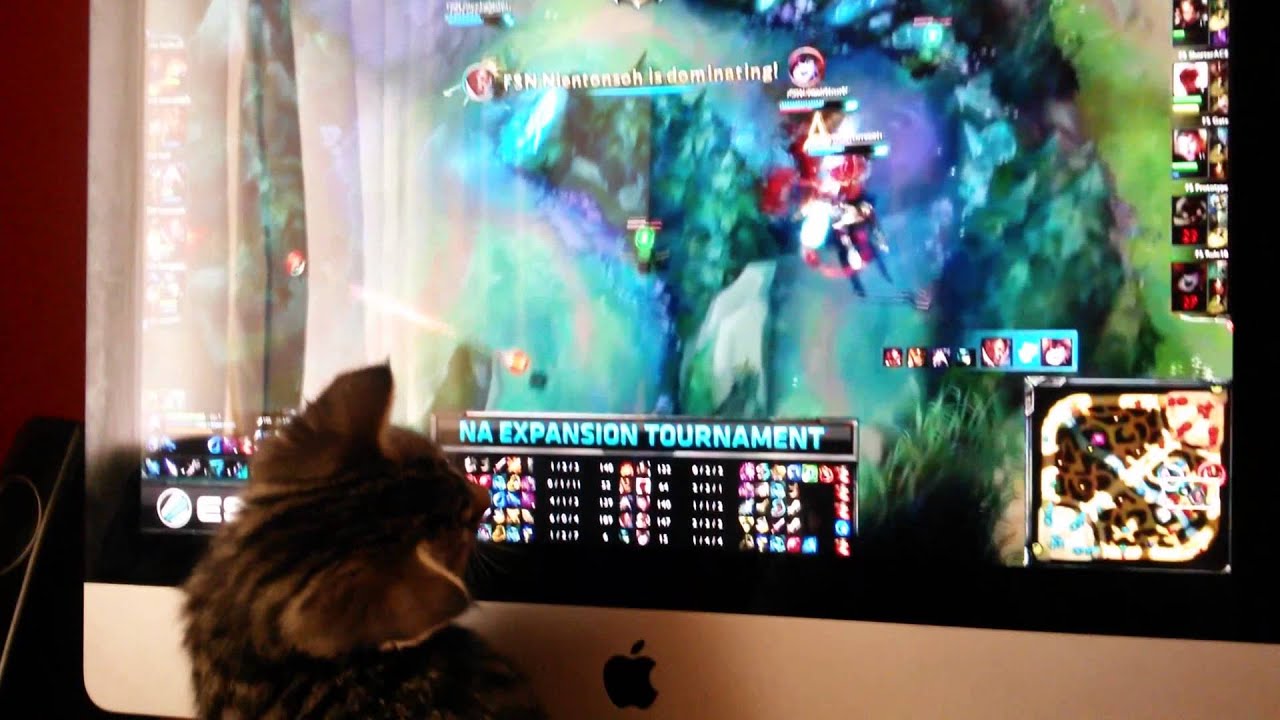 Liên Minh Huyền Thoại: mèo cũng đam mê LOL :D