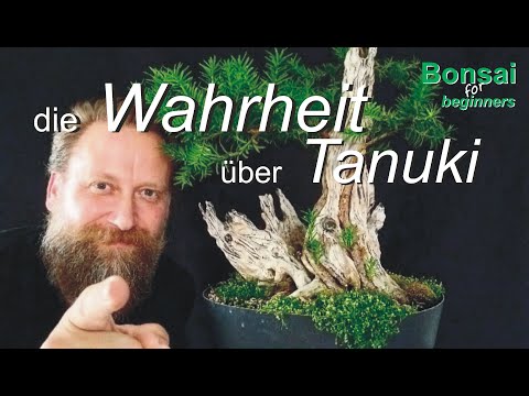 Wahrheit über Tanuki -Bonsai