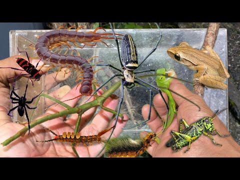 Hunt various types of insects in the wild