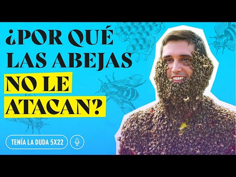 ¿Por qué las ABEJAS MUEREN al picar y DÓNDE SE METEN en invierno?