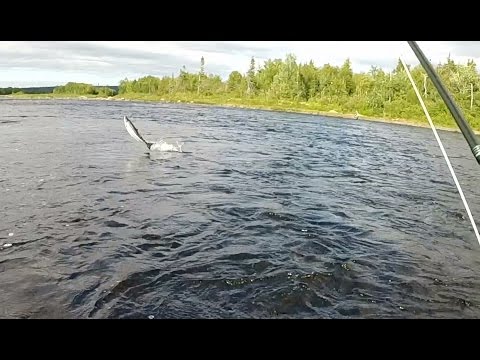 Atlantic Salmon at First Pond Bar - Gander River