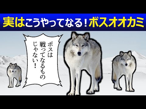 オオカミの群れはどのように組織されますか?