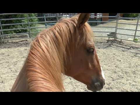 Don wird zum Reitpferd - 4 jähriger Mustangwallach