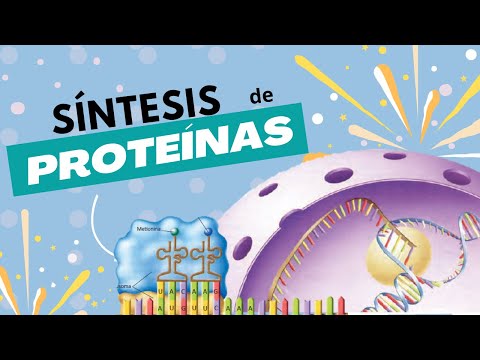 Síntesis de Proteínas | En menos de 10 minutos ⚡