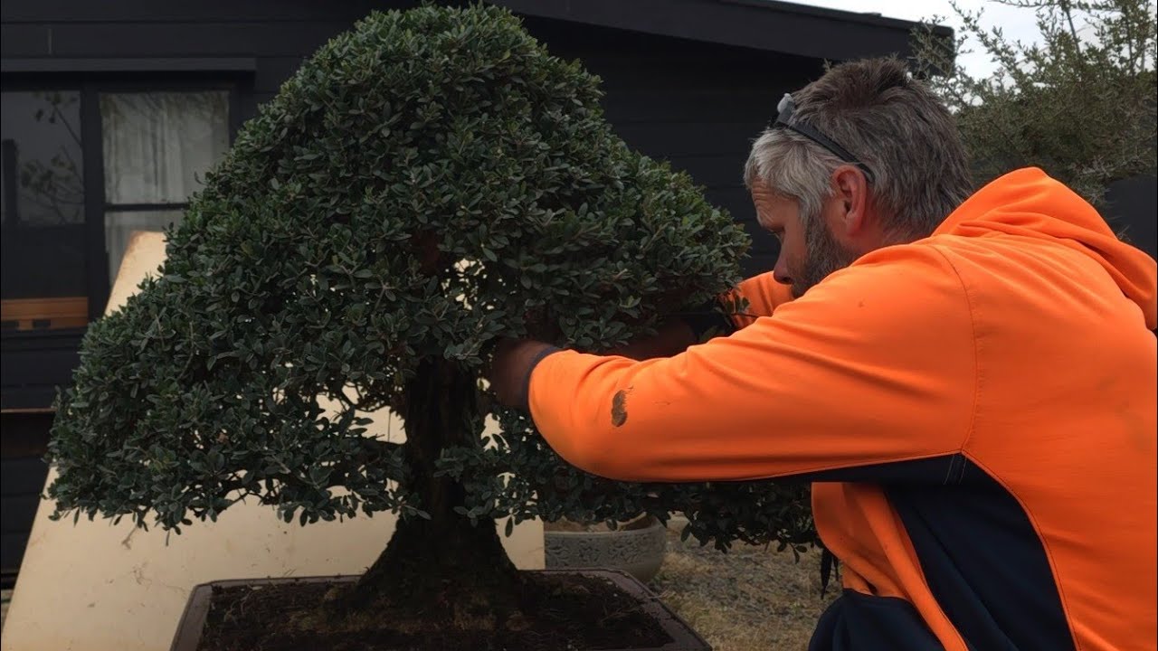 ​HUGE Olive Bonsai: The Best Tree in My Collection